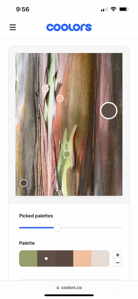 Eucalyptus tree trunk with peeling bark